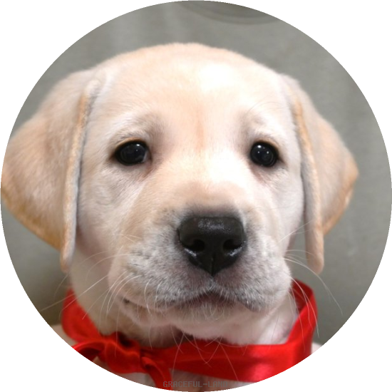 英国ラブラドールの子犬(A child of ウィリアム & ) 英国ラブラドールの子犬